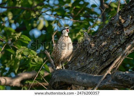 Bobwhite Quail in a Tree