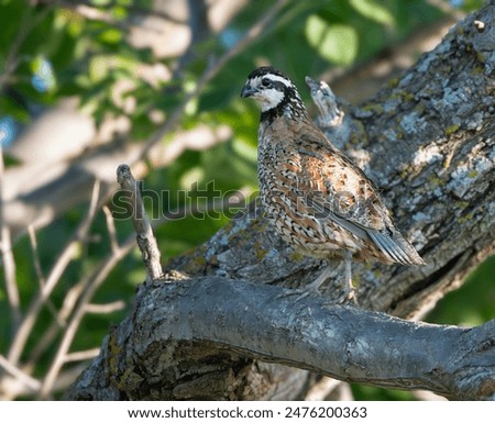 Bobwhite Quail in a Tree