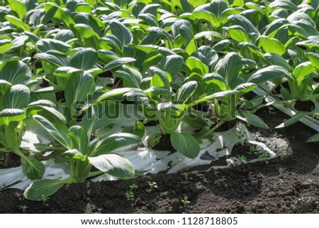 boc choi pac choi vegetable