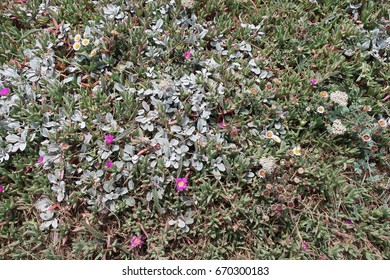 Bodega Bay View, Flowers