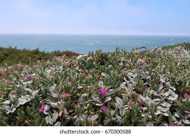 Bodega Bay View, Flowers