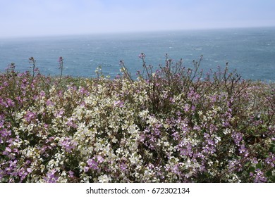 Bodega Bay View, Flowers