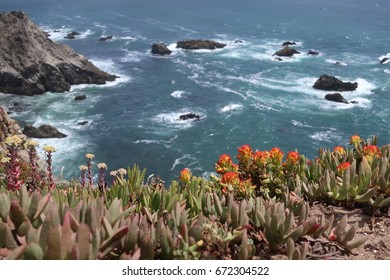 Bodega Bay View, Flowers