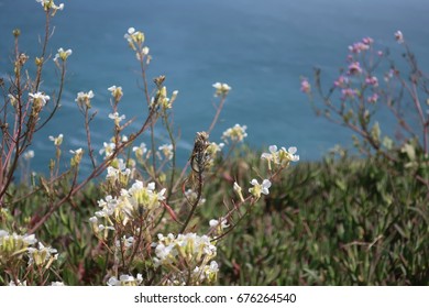 Bodega Bay View, Flowers