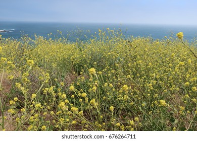 Bodega Bay View, Flowers