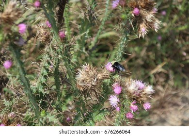 Bodega Bay View, Flowers