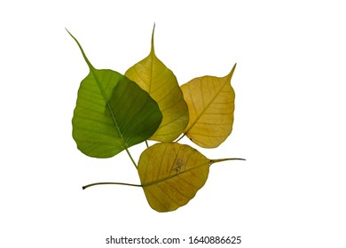 Bodhi leaf. Green heart shaped leaves isolated on a white background.