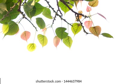 Bodhi leaves isolated on White background or Peepal Leaf from the Bodhi tree, Sacred Tree for  Buddhist