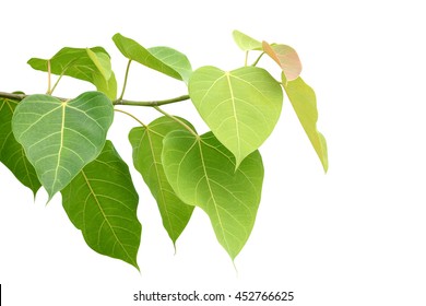 Bodhi or Peepal Leaf from the Bodhi tree, Sacred Tree for Hindus and Buddhist.On white background