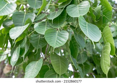 Bodhi Or Pho Leaves And Tree