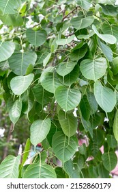 Bodhi Or Pho Leaves And Tree