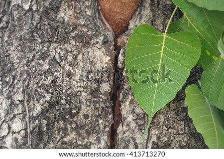 Bodhi with tree bark