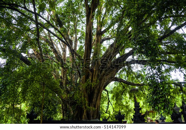 Bodhi Tree Ficus  Religiosa  Tirta Empul Stock Photo Edit 