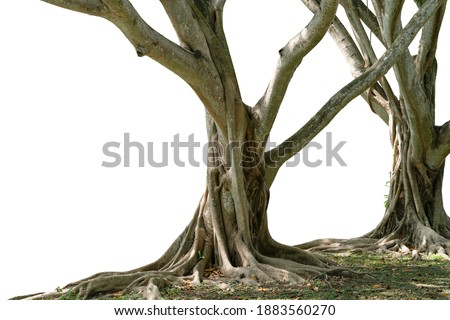 Bodhi Tree, a large tree with very long roots cut off from a white background.