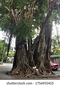 Bodhi Tree Located Bangkok Thailand Stock Photo 1756955453 | Shutterstock