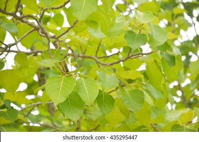 Bodhi Tree Or Peepal Tree Or Peepul Tree