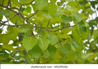 Bodhi Tree Or Peepal Tree Or Peepul Tree