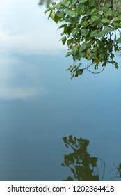 Bodhi Tree And Reflection In Water