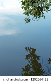 Bodhi Tree And Reflection In Water