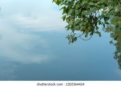 Bodhi Tree And Reflection In Water