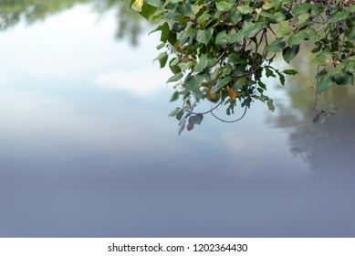 Bodhi Tree And Reflection In Water