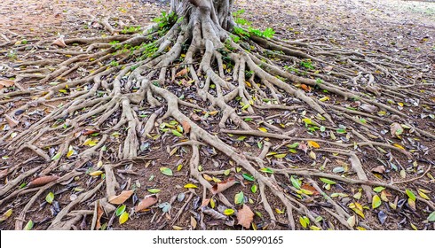 The Bodhi Tree Root