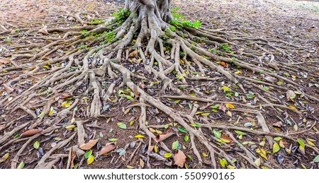 The Bodhi tree Root