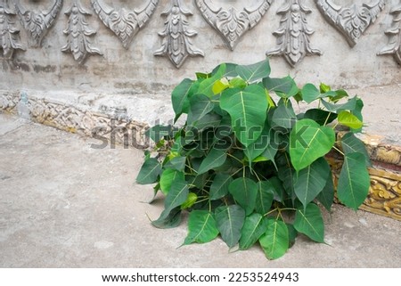 Bodhi tree, Sacred tree, Pipal, Peepul, Sacred fig, Ficus religiosa L. grows from cracks in cement floor in Asian temple.