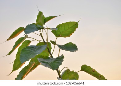 Bodhi Tree With Sunset Sky