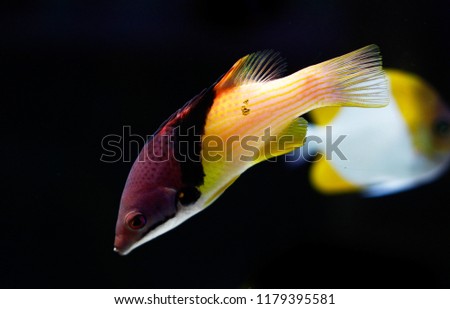 Bodianus mesothorax, Splitlevel hogfish 