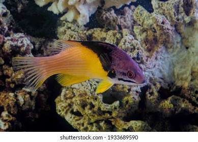Bodianus mesothoraxwhich has a distinct blackish diagonal band between the purplish head end of the body and the whitish to yellowish posterior part. The juveniles are dark purple with two lines of br