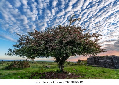 Bodmin Moor Hawthorn Trees Cornwall Uk 