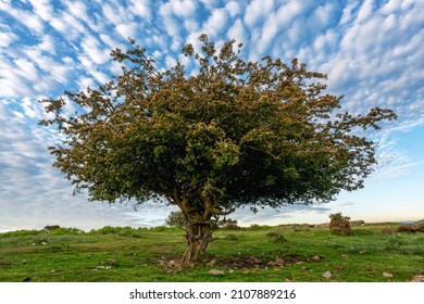 Bodmin Moor Hawthorn Trees Cornwall Uk 