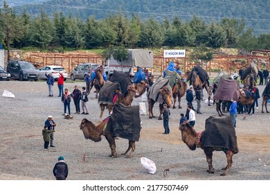 Bodrum, Mugla, Turkey, 01.08.2022: Camels Waiting Outside The Sports Arena Of The Annual Wrestling Competition Festival At The Aegean Region Of Turkey. People Watching The Spectacle. 