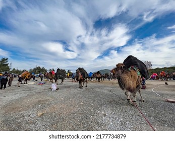 Bodrum, Mugla, Turkey, 01.08.2022: Camels Waiting Outside The Sports Arena Of The Annual Wrestling Competition Festival At The Aegean Region Of Turkey. People Watching The Spectacle. 