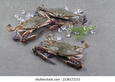 The Body Of Blue Crab Is Black Purple With Blue Patterns, And The Carapace Is Diamond-shaped. The Claws Are Large And Long, And The Rest Of The Feet Are All Broad.