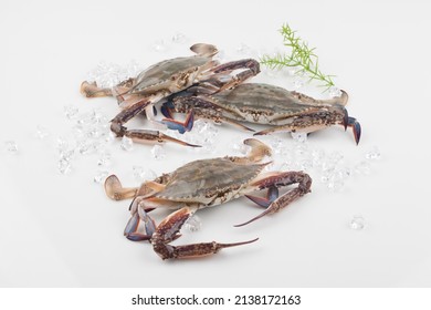 The Body Of Blue Crab Is Black Purple With Blue Patterns, And The Carapace Is Diamond-shaped. The Claws Are Large And Long, And The Rest Of The Feet Are All Broad.