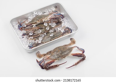 The Body Of Blue Crab Is Black Purple With Blue Patterns, And The Carapace Is Diamond-shaped. The Claws Are Large And Long, And The Rest Of The Feet Are All Broad.