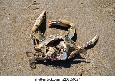 The Body Of A Dead Crab On The Beach. Atlantic Blue Crab. Rotten Crab On Sand Near Sea. Environmental Disaster.  