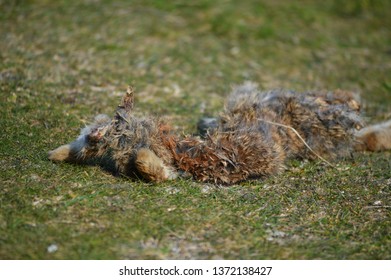 body of dead rabbit - Shutterstock ID 1372138427