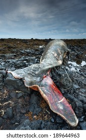 The body of a dead sperm whale, Iceland / The body of a dead sperm whale