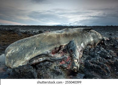 The body of a dead sperm whale in Iceland/ Death Whale