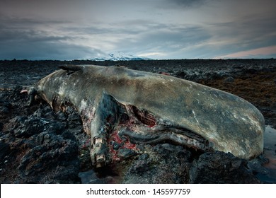 The body of a dead sperm whale. Killed by poachers in spring 2012 on west Coast of Iceland in SnÃ?Â¦fellsnes area / The body of a dead sperm whale in Iceland 