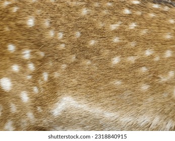 Body of the doe deer, fur background. Pattern and texture. White dots . Bambi concept. 	Cervidae.