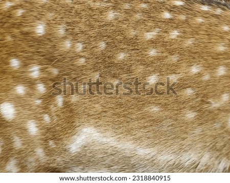 Body of the doe deer, fur background. Pattern and texture. White dots . Bambi concept. 	Cervidae.