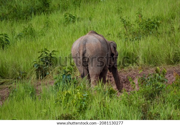 Its body is gray, its snout is called the\
trunk. The trunk of the Asian elephant has only one beak. Nakhon\
Ratchasima, Thailand.