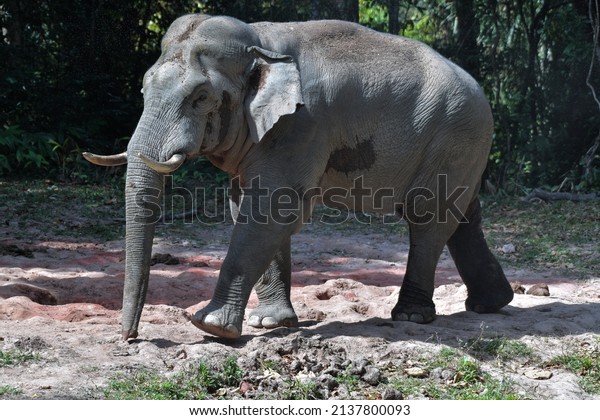 Its body is gray, its snout is called the\
trunk. The trunk of the Asian elephant has only one beak. Nakhon\
Ratchasima, Thailand.