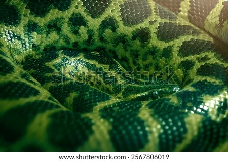 The body of the green python is shown in close-up. The portrait is a work of art. Snake skin has a natural texture and is abstract and graphic. The picture shows nature, environmental protection