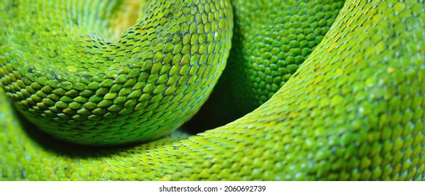 A Body Of The Green Tree Python Morelia Viridis Close-up. Tallinn Zoo, Estonia. Snake Skin, Natural Texture. Environmental Conservation, Wildlife, Zoology, Herpetology Theme