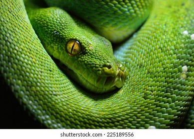 Body of green tree python Morelia viridis close-up. Portrait art. Snake skin, natural texture, abstract, graphic resources. Nature, environmental conservation, animal wildlife, zoology, herpetology